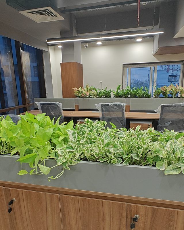 Neon pothos and marble queen pothos trailing over a credenza planter.