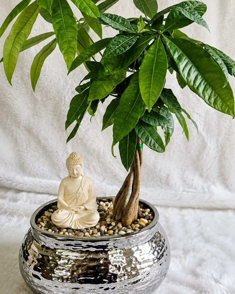 A non-braided Pachira with a single trunk and broad canopy, planted in a silver bowl alongside a small seated figure.